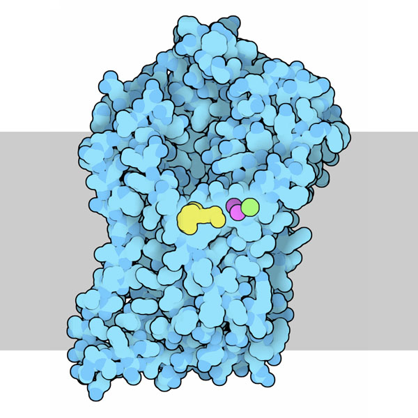 神経伝達物質輸送体の一つ、ドーパミン輸送体（PDB:4m48）
