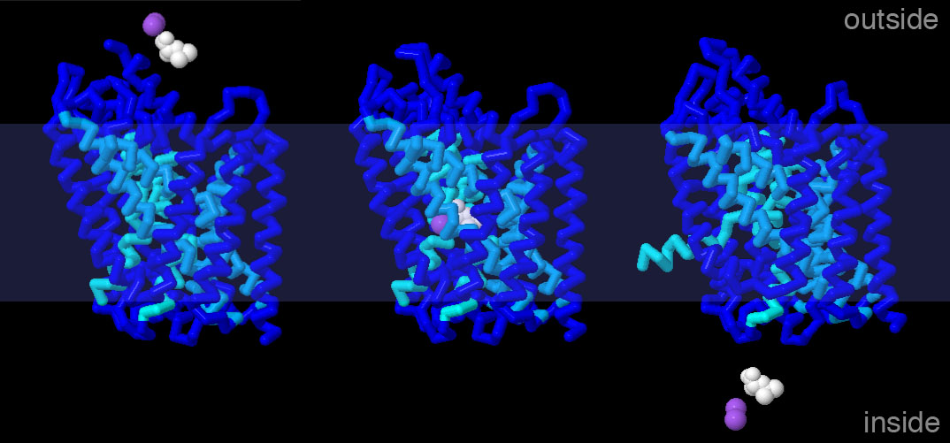 ドーパミン輸送に関係する細菌の輸送体（左：細胞の外側に開いている構造 PDB:3tt1、中央：輸送途中の状態で中に輸送分子といくつかのイオンが入っている構造 PDB:3f3e、右：細胞の内側に開いている構造 PDB:3tt3）