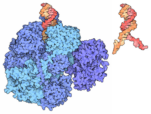 左：DNA鎖が結合したRecBCD、右：DNA鎖のみを取り出したもの（PDB:1w36）