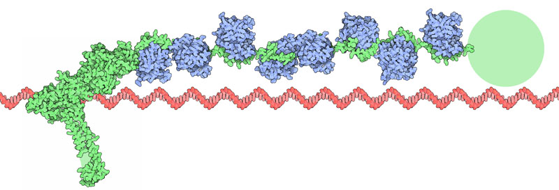 BRCA2（緑）、Rad51（青）、DNA（赤）、（PDB:1miu、1n0w）
