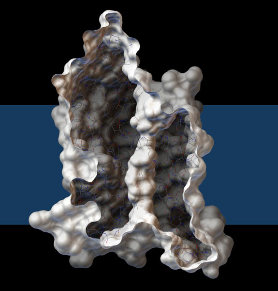 アクアグリセロポリン（PDB:1fx8）