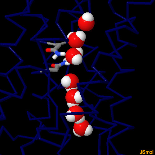 アクアポリン（PDB:1ymg、元データでは見えていない水素を追加してある）