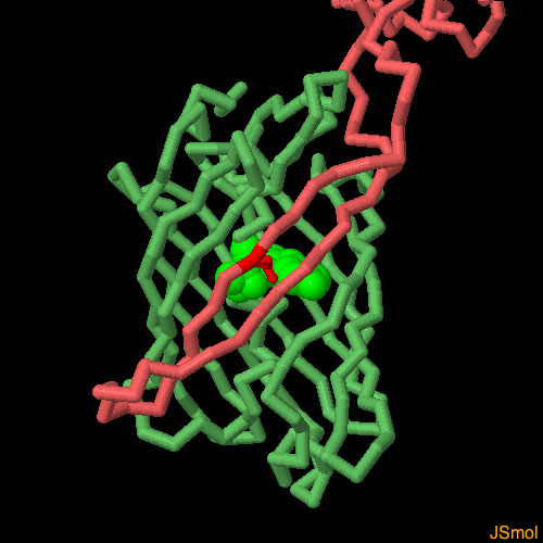 GFPのβ鎖2本を付加したsfCherryと、GFPの残りの部分（PDB:4kf5）