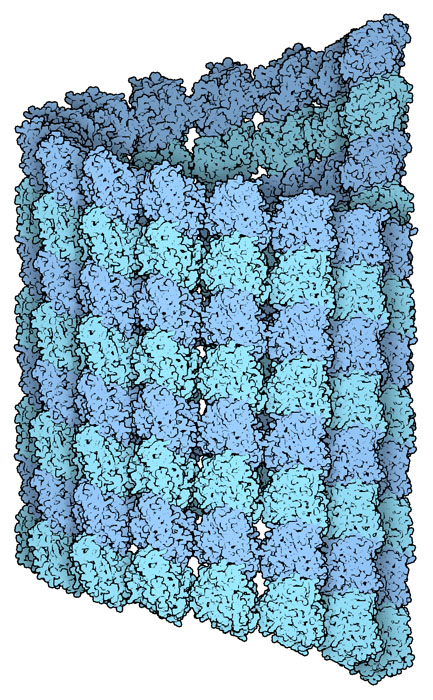 微小管（PDB:3j2u）