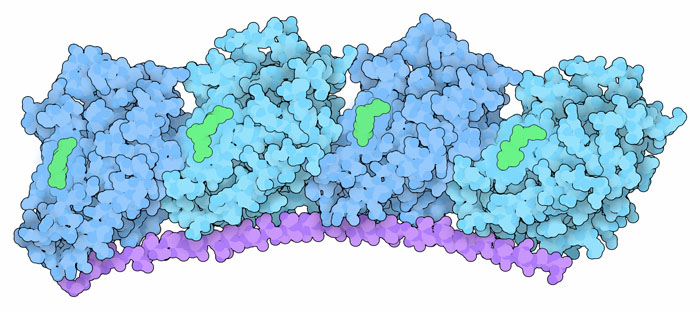 チューブリン（水色）、スタスミン様ドメイン（赤紫色）、GTP/GDP（緑）（PDB:1ffx）