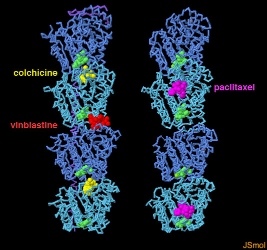 左：コルヒチンとビンブラスチンを伴ったチューブリン・スタスミン様ドメイン複合体（PDB:1z2b）、右：タキソールを伴ったチューブリン（PDB:1jff）