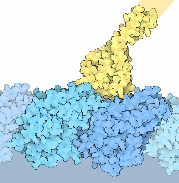 チューブリンの2量体サブユニット（青）とダイニンの微小管に結合する柄の短い断片（黄）（PDB:3j1t）