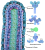 Ebola Virus Proteins
