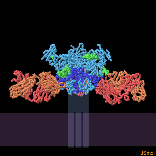 エボラウイルスの糖タンパク質（PDB:3csy、赤・橙は中和抗体、水色：GP1、青：GP2、緑：糖鎖）