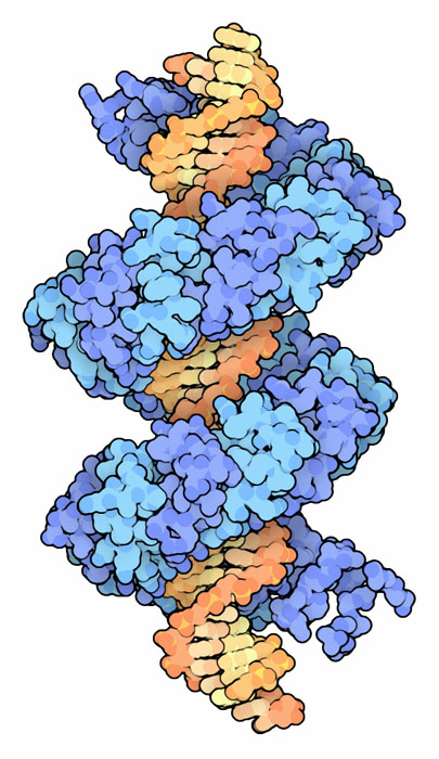 TALエフェクター（青・水色）とDNA（黄・橙）（PDB:3ugm）