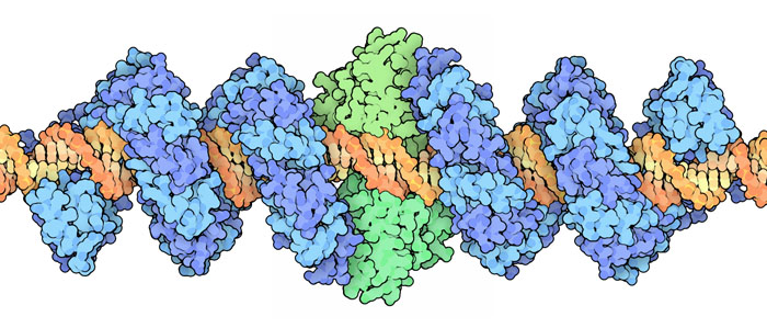 TALエフェクターヌクレアーゼ（TALEN） TALエフェクター（青・水色）とDNA（黄・橙）（PDB:3ugm）、FokIヌクレアーゼ（PDB:1fok）のDNA切断ドメイン（緑）
