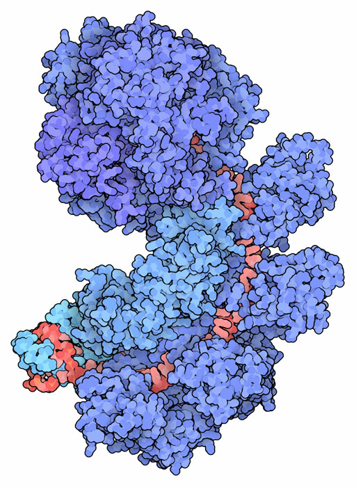 カスケード監視複合体と転写されたRNA（PDB:4tvx、4u7u）