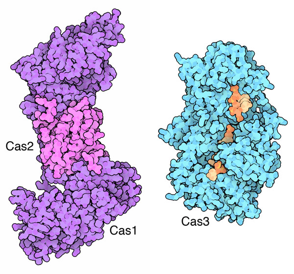 左：Cas1とCas2（PDB:4p6i）、右：Cas3（PDB:4qqw）