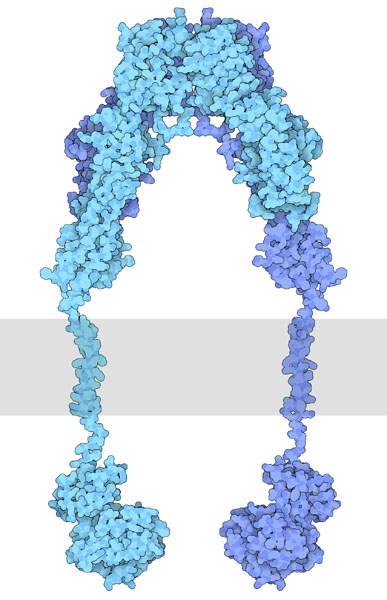 インスリン受容体（インスリン結合部位→PDB:3loh、膜貫通部位→PDB:2mfr、チロシンキナーゼ部位→PDB:1irk）