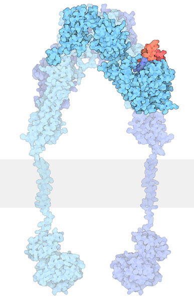 インスリンが結合したインスリン受容体（PDB:3w14）