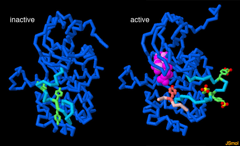 左：不活性状態のインスリン受容体（PDB:1irk）、右：活性状態のインスリン受容体とATP、信号伝達タンパク質（PDB:1ir3）
