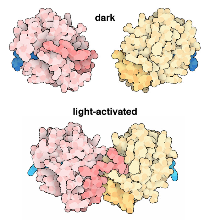 Vividタンパク質（上：暗状態で不活性な単量体、下：光を受けて活性化した2量体）