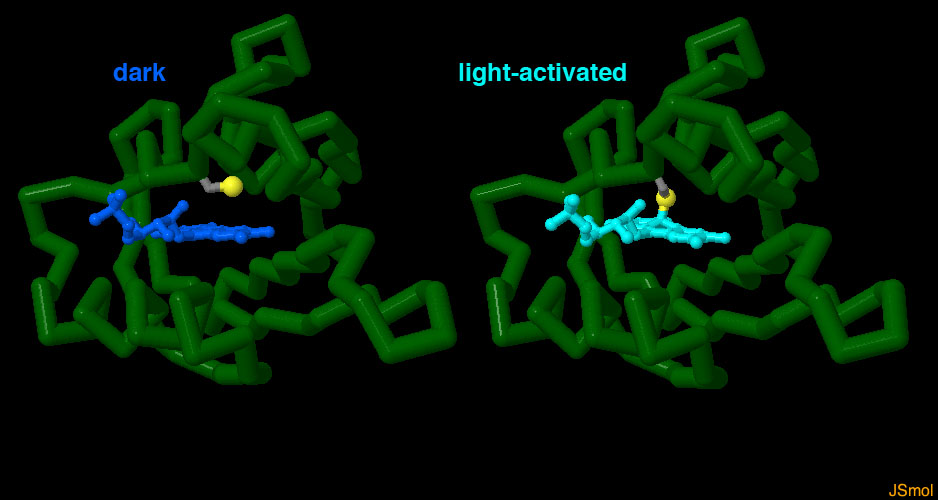 フォトトロピンのLOVドメイン（左：暗状態 PDB:1g28、右：光を受け活性化した状態 PDB:1jnu）