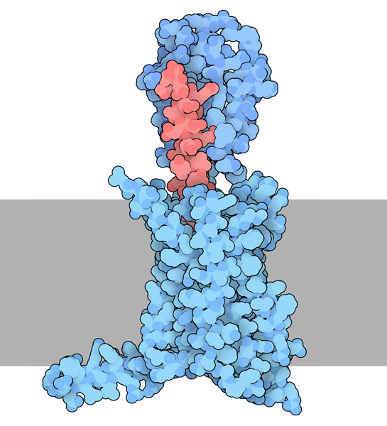 グルカゴン（赤、PDB:1gcn）とグルカゴン受容体（青、細胞外ドメイン PDB:4ers、膜貫通ドメイン PDB:4l6r）