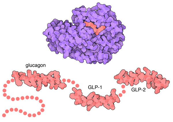 上：フューリン（PDB:1p8j）、左下：グルカゴン（PDB:1gcn）、中央下：グルカゴン様ペプチド1（PDB:3iol）、右下：グルカゴン様ペプチド2（PDB:2l63）