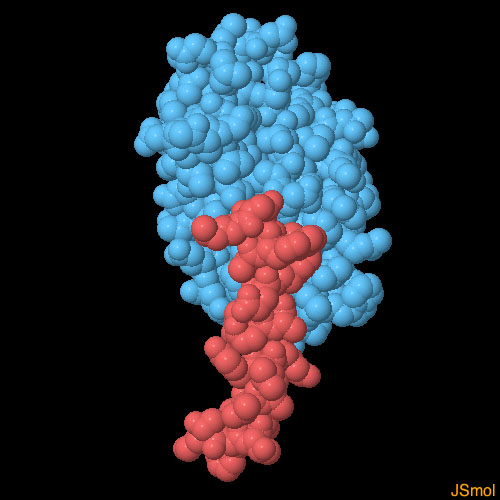 GLP-1とその受容体の細胞外ドメイン（PDB:3iol）