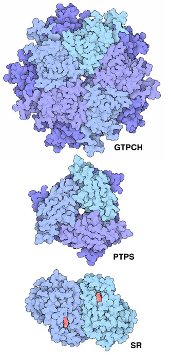 上：GTPシクロヒドロラーゼI（GTPCH、PDB:1gtp）、中：6-ピルボイル-テトラヒドロビオプテリン合成酵素（PTPS、PDB:1gtq）、下：セピアプテリン還元酵素（SR、PDB:1sep）