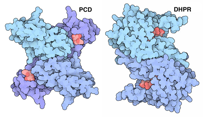 左：プテリン-4a-カルビノールアミン脱水酵素（PCD、PDB:1dcp）、右：ジヒドロプテリジン還元酵素（DHPR、PDB:1dhr）