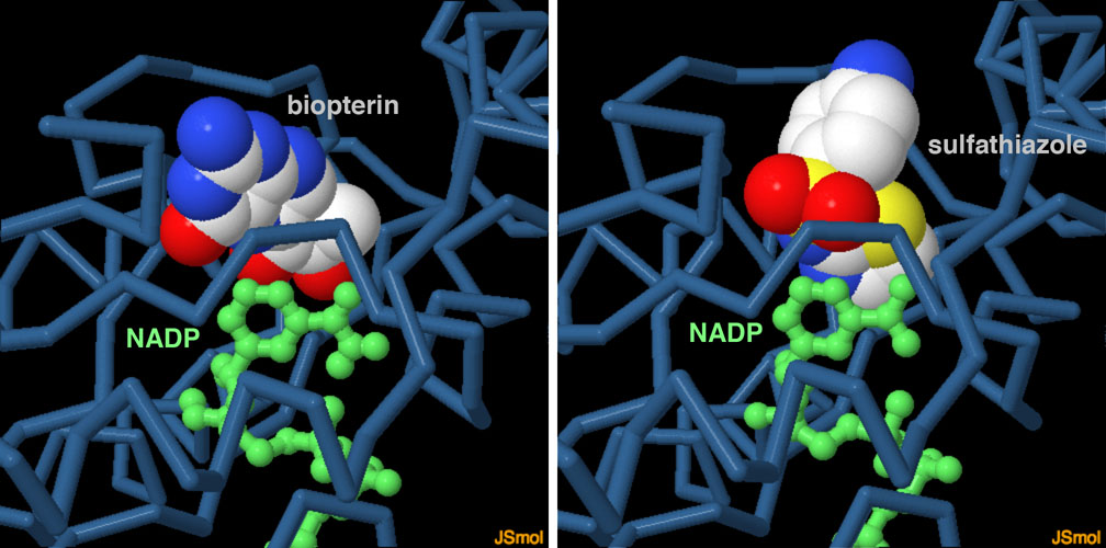 セピアプテリン還元酵素、左：ビオプテリンと結合（PDB:1sep）、右：サルファ剤と結合（PDB:4j7u）