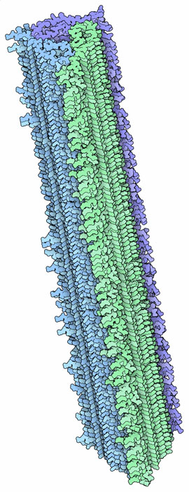 アミロイド線維（PDB:2m4j）