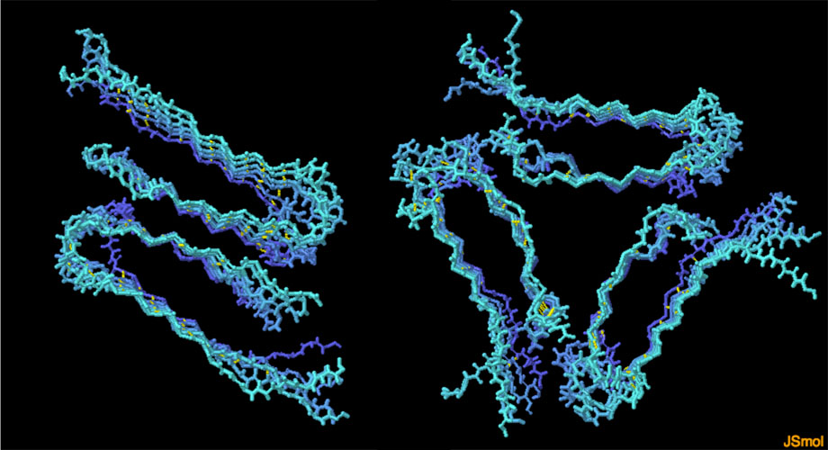 アミロイドβ線維（左：2回対称性 PDB:2lmn、右：3回対称性 PDB:2lmp）