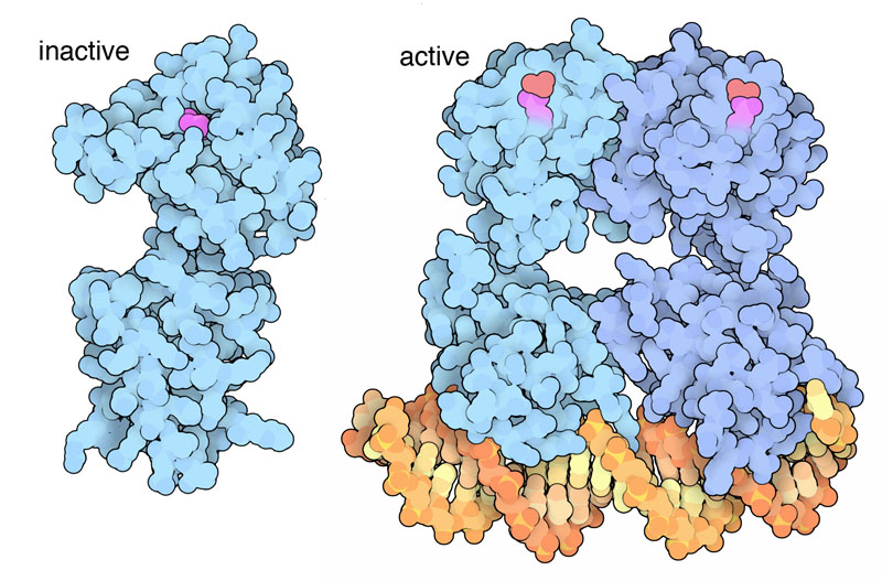 応答制御因子の不活性状態（左、PDB:1kgs）とDNAに結合した活性状態（右）。リン酸化されたアスパラギン酸を赤紫色で示している。