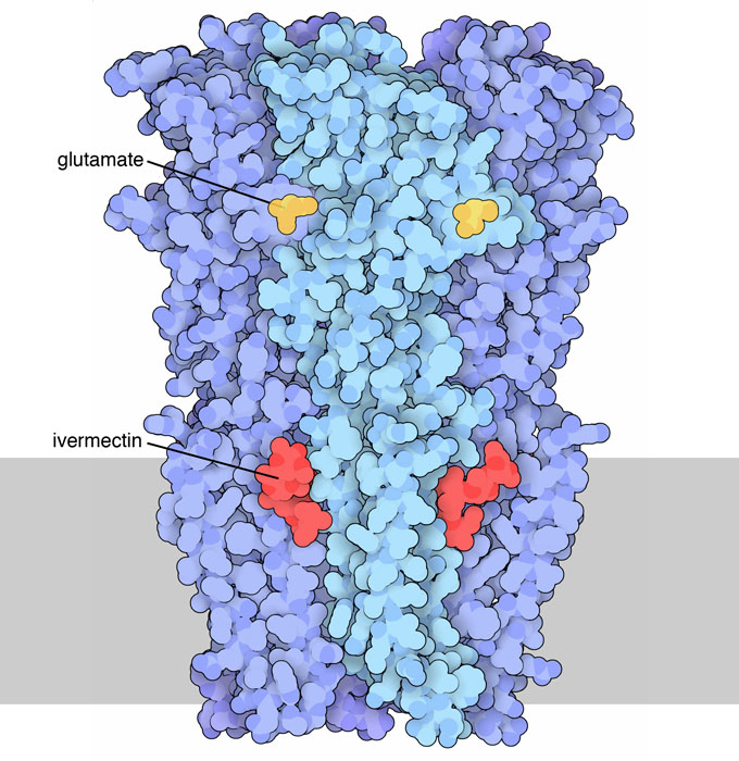 線虫のグルタミン酸開閉型塩化物イオン受容体。グルタミン酸は黄で、抗寄生虫薬のイベルメクチンは赤で示している。神経細胞の膜は模式的に灰色の帯で示している。