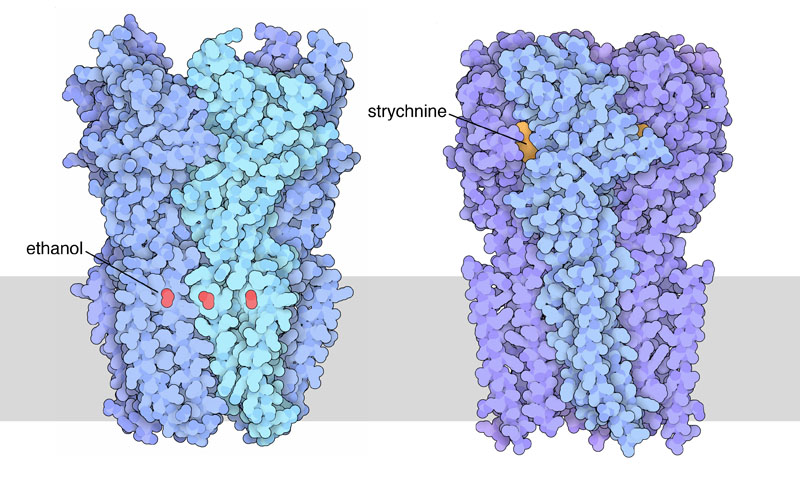 細菌由来のリガンド開閉型チャネルにエタノールが結合した構造（左）とα-1 グリシン受容体にストリキニーネが結合した構造（右）。神経細胞の膜は模式的に灰色の帯で示している。