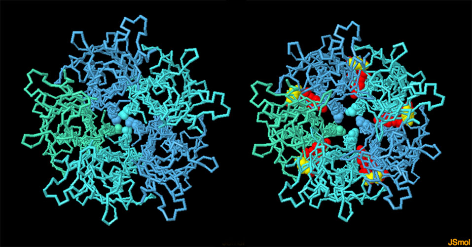 グルタミン酸開閉型塩化物イオン受容体（左：グルタミン酸とイベルメクチンが結合して開いた状態 PDB:3rif、右：閉じた状態 