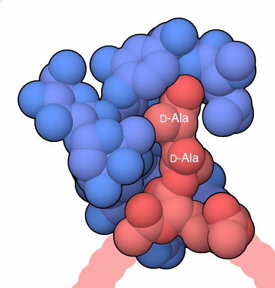 バンコマイシン（青）と細菌のペプチドグリカン鎖の短い類似分子（赤）（PDB:1fvm）