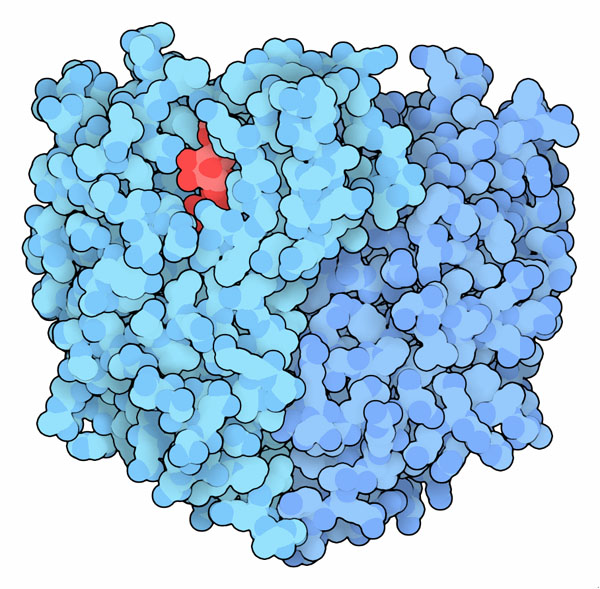 3万年前の古い細菌に由来する再構築されたVanA（PDB:3se7）。結合しているATPは赤で示す。