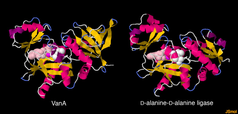 （左）VanA（PDB:1e4e）（右）D-アラニン-D-アラニンりガーゼ（PDB:2dln）