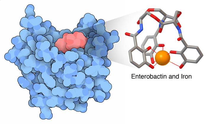 （左）シデロフォアのエンテロバクチン（enterobactin、赤）と結合したシデロカリン（青）　（右）エンテロバクチンの拡大図。鉄をオレンジの球で示している。（PDB:3cmp）