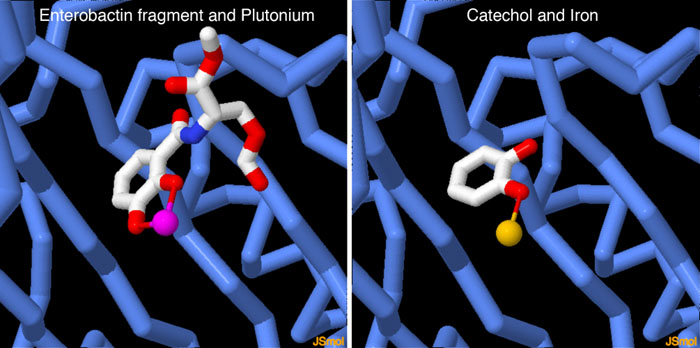 （左）プルトニウムとエンテロバクチンの断片が結合したシデロカリン（PDB:4zhd） （右）カテコールと鉄が結合したシデロカリン（PDB:3fw4）