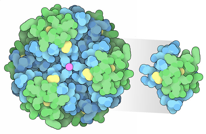 インスリンは、その貯蔵・分泌に特化した膵臓（すいぞう）細胞の中に6量体の形で蓄えられる。受容体に結合する時は活性のある単量体（右）となる。緑で示すA鎖と青で示すB鎖があり、黄色で示すジスルフィド結合でつながっている。亜鉛イオン（赤紫）とタンパク質相互作用によって6量体は安定化している（PDB:1trz）。
