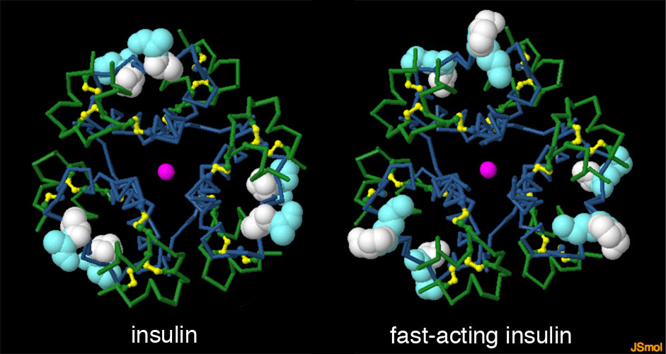 （左）天然のインスリン（PDB:1tyl）（右）即効性インスリンの一種 ヒューマログ（PDB:1lph）