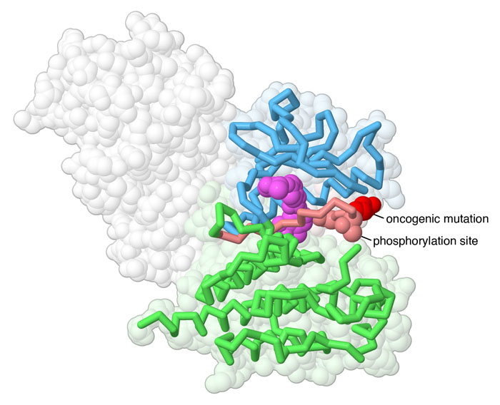 BRAFキナーゼの一部ドメインを青と緑で、活性化ループをピンクで、活性部位に結合した薬分子は赤紫で示している。活性化した2量体に含まれる2分子のうち一方は主鎖だけを示している（PDB:1uwh）。
