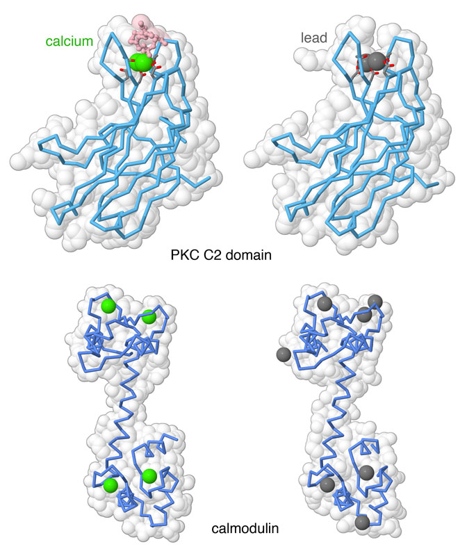 2つの信号伝達タンパク質の構造を示している。一方はカルシウムイオン（緑の球で示す部分）を伴った通常のもの、もう一方は鉛イオン（灰色の球で示す部分）で毒されたもの。上はタンパク質キナーゼC（左：PDB:1dsy、右：PDB:3twy）、下はカルモジュリン（左：PDB:1exr、右：PDB:2v01）