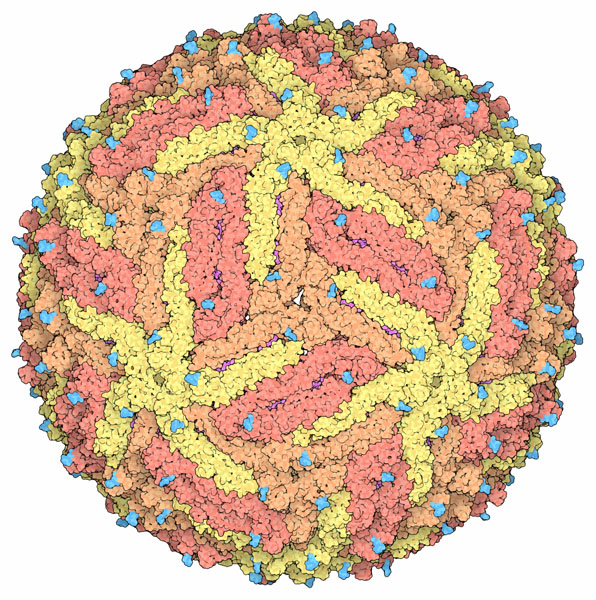 外殻タンパク質は黄と赤で、糖化部位は青緑色で示す。ピンク色で示す膜タンパク質部分は外殻タンパク質同士の間にある割れ目を通して外から見えている（PDB:5ire）。