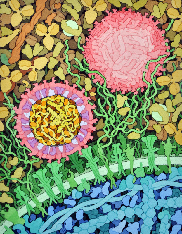 ジカウイルスはこの断面図の中央左側に示されている。外側には、外被タンパク質（赤）と、脂質膜（薄紫）に埋もれた膜タンパク質（赤紫）がある。内側には、カプシドタンパク質（オレンジ）と絡み合ったRNAゲノム（黄）が入っている。ウイルスは細胞表面にある受容体（緑）と相互作用し、図の上部に示す血漿分子に囲まれている（PDB:5ire）。