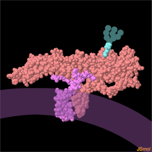 ジカウイルスの外被タンパク質（PDB:5ire）