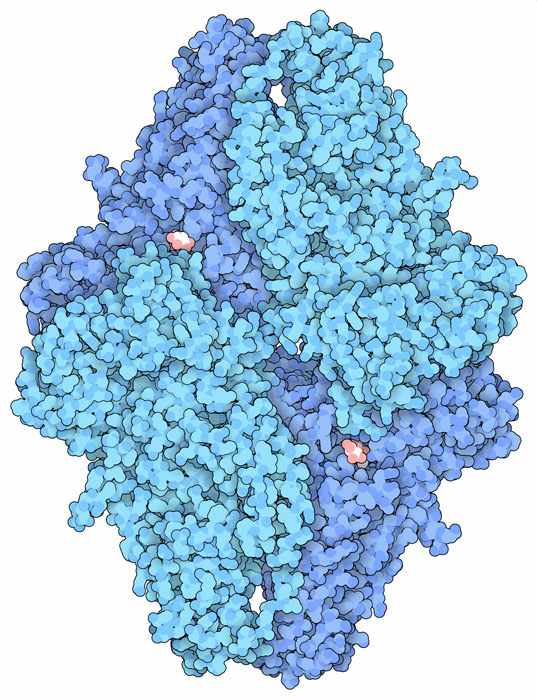 β-ガラクトシダーゼは、4本の鎖でできたタンパク質で、4つの活性部位を持っている。各鎖は1023個のアミノ酸でできている。反応物/生成物となるアロラクトース（ピンクと白）が2ヶ所の活性部位にみられる。この構造はX線結晶解析によって解かれた高解像度（1.5Å）の構造に基づいている（PDB:1jz8）。