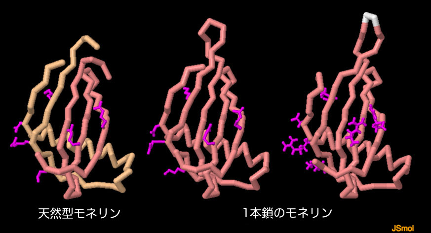 天然型モネリン（PDBエントリー 3mon）と1本鎖モネリン（PDBエントリー 1mol、1fa3）