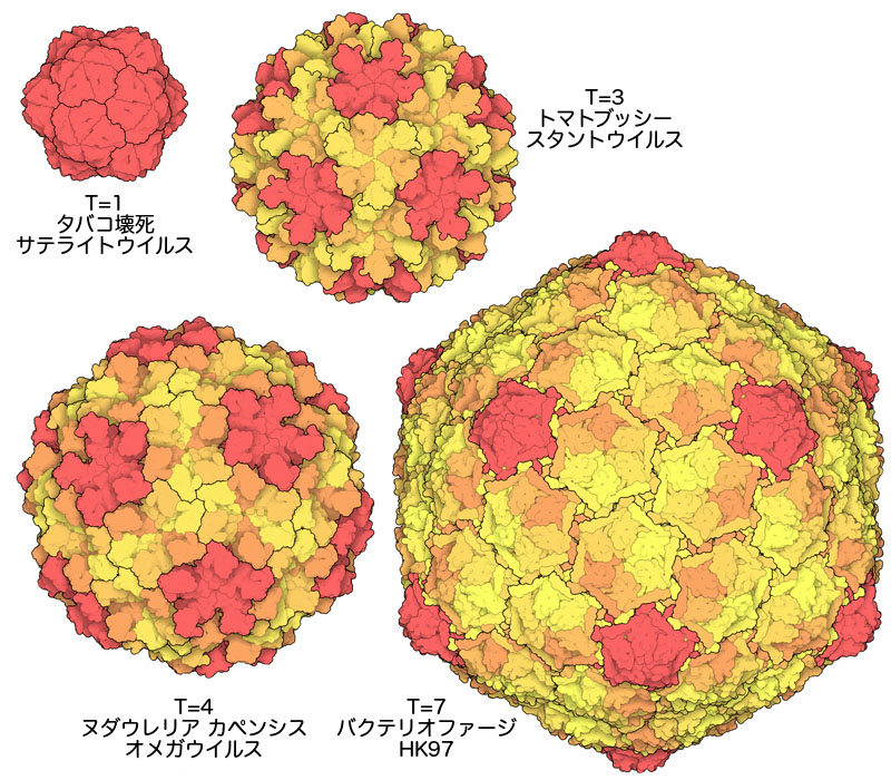正二十面体型ウイルス。各ウイルスにおいて、ウイルスを構成するサブユニットは化学的に同一のものだが、対称性は必ずしも全て同一という訳ではない。ここでは対称性の異なるものを違う色で示している。5量体をつくるサブユニットは赤で、6量体をつくるサブユニットは黄色とオレンジ色で示している。