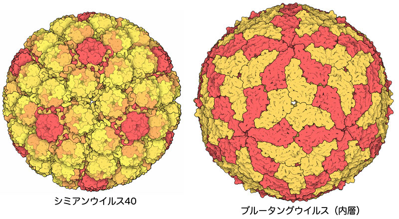 準対称性の例外。最初の図との同じように色分けしている。左はシミアンウイルス40、右はブルータングウイルスのカプシド内層